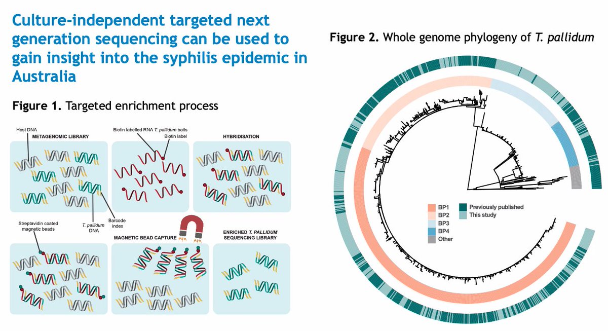 Virologica's tweet photo. Nice work demonstrating the utility of targeted enrichment of Treponema (challenging to culture) to investigate genomic epi of syphilis epidemics #MicroSeq2021  @monalisa_taouk https://t.co/nvfQBv0w9L