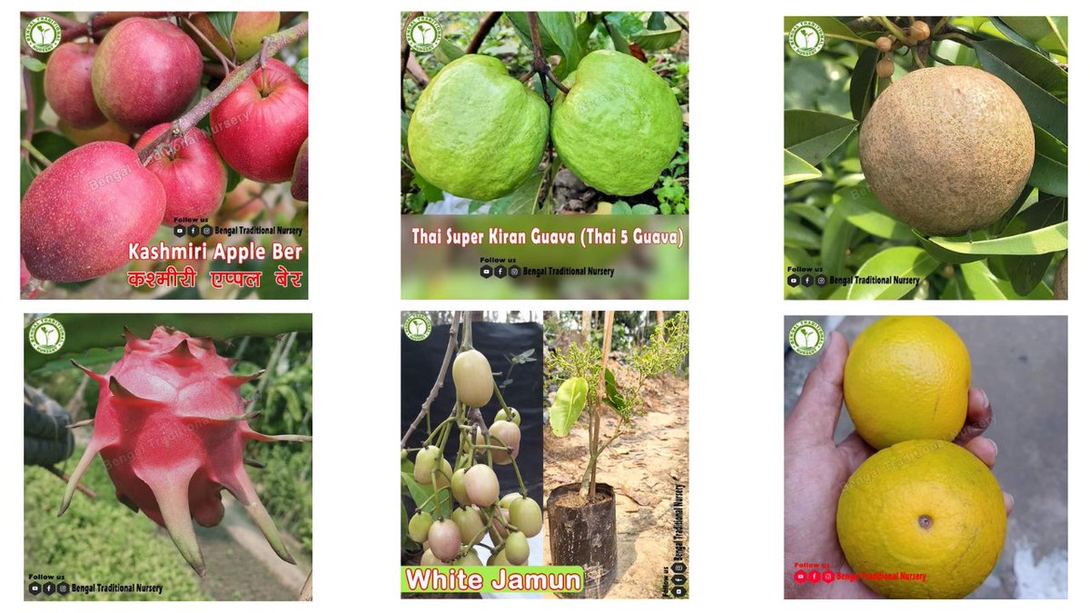 bizobook's tweet photo. Thank you, Bengal Traditional Nursery from         
West Bengal to join https://t.co/PAI4Z3IVgS
Bengal Traditional Nursery Specialized in selling #KashmiriApple, #ThaiSuperkiranGuava and
#WhiteJamun, #Dragonfruit, #lemon etc.
Connect https://t.co/Y8zNRCsHO8
#bizobook #WestBengal https://t.co/43PnhF1pXh