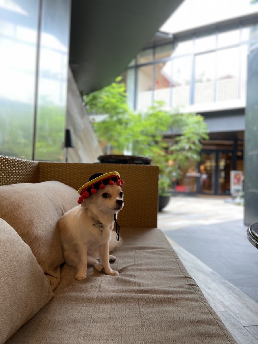 チワワは暑さに強いor弱い 原産国やプルプルなぜ震えるのか理由も調査 ワンコと一緒にハッピーライフ