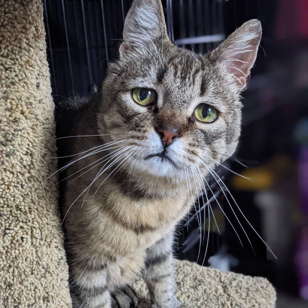 givemesheltersf's tweet image. Happy #WhiskerWednesday from ✨HIGGINS!✨ Look at all those amazing whiskers! Higgins is an 11-years-young FIV+ senior who still loves to play and show his youth. Can you resist those sad eyes? Apply today! #adopt #FIVcat givemesheltersf.org