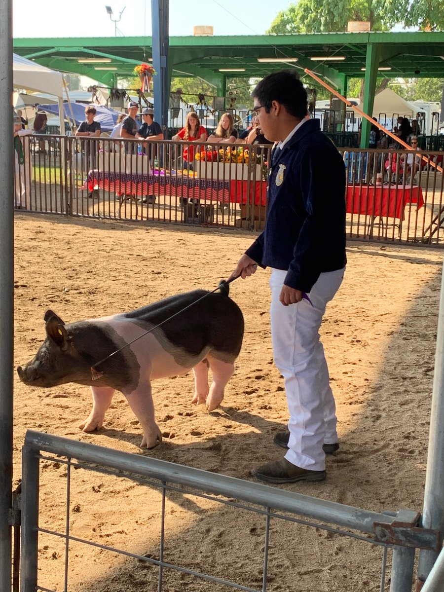 FirebaughFFA's tweet photo. Congratulations to Danny Pacini for winning first place in his class for market ready and third placing in market showmanship! The swine show was a sight to see! https://t.co/jR1qKhzoGj