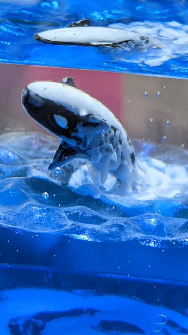 シャチ の評価や評判 感想など みんなの反応を1週間ごとにまとめて紹介 ついラン