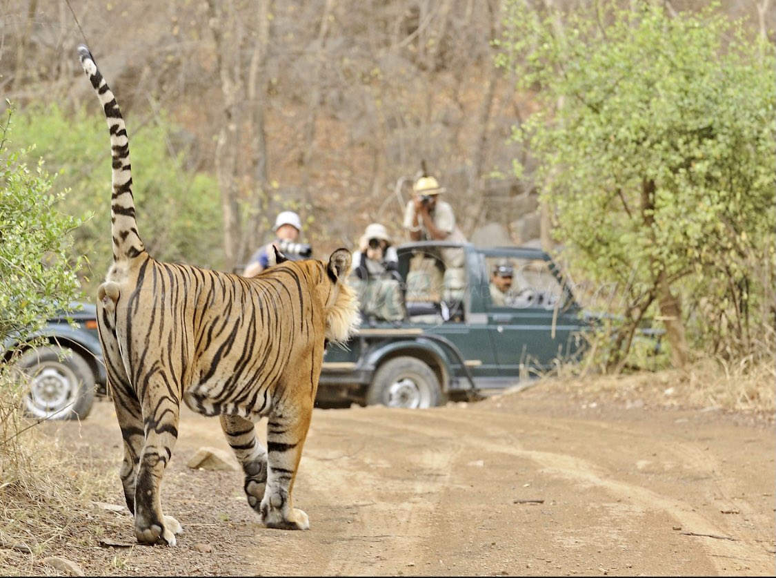 Tigers are relatively easy to find and photograph at least in a few reserves in India. Because of that your pictures need to be above average to be called ‘keepers’ So never ever shoot pictures like this where the jeeps are in my frame while I am on their frame.