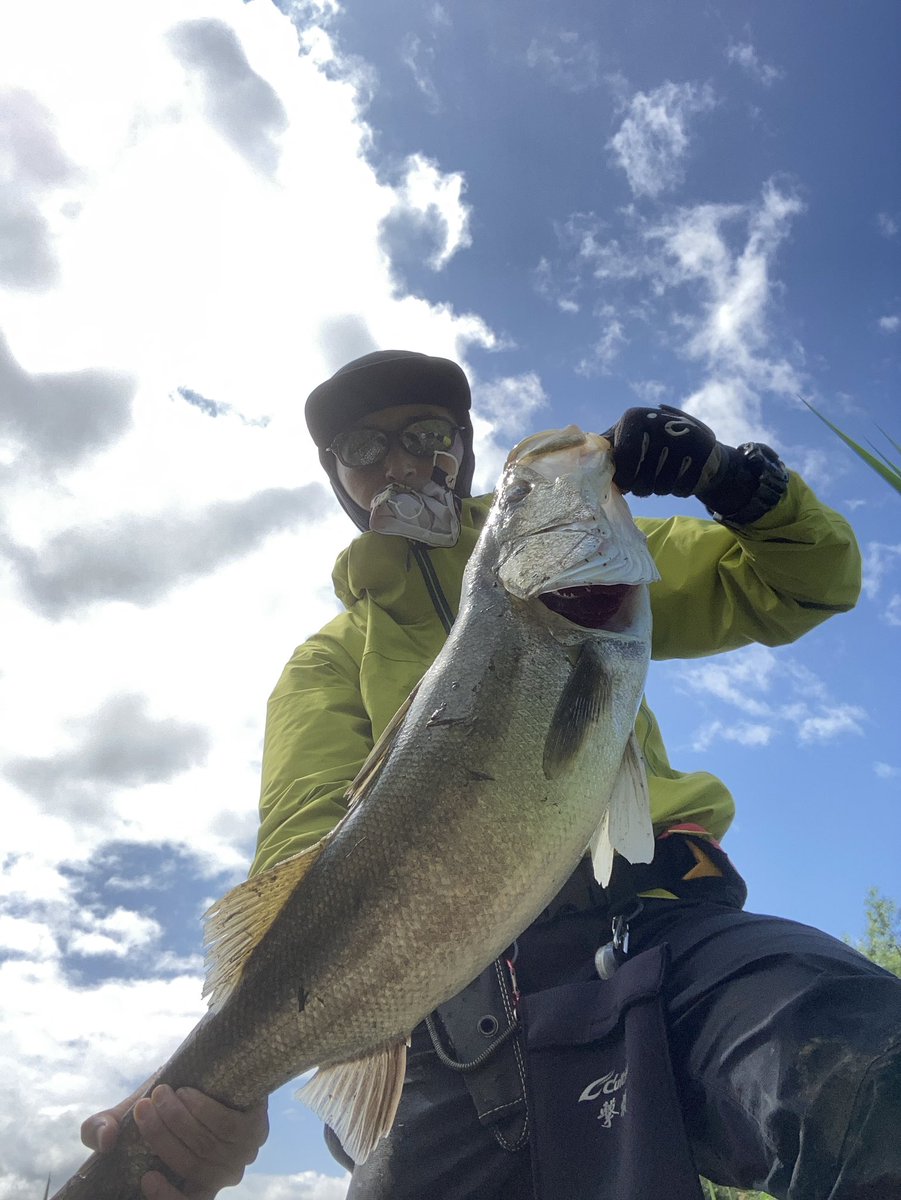 みかぞぅ V Twitter 淀川上流でサプライズ まさかのシーバス 淀川 バスフィッシング シーバス