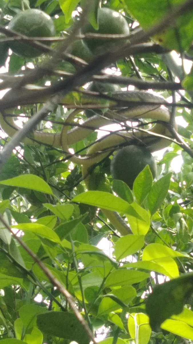 Kebun Jeruknya ada penunggunya... He he he....