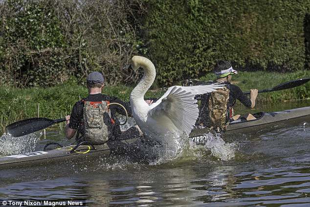 Swan attack. Нападающий гусь. Swan attack. Лебедь атакует. Злой лебедь.