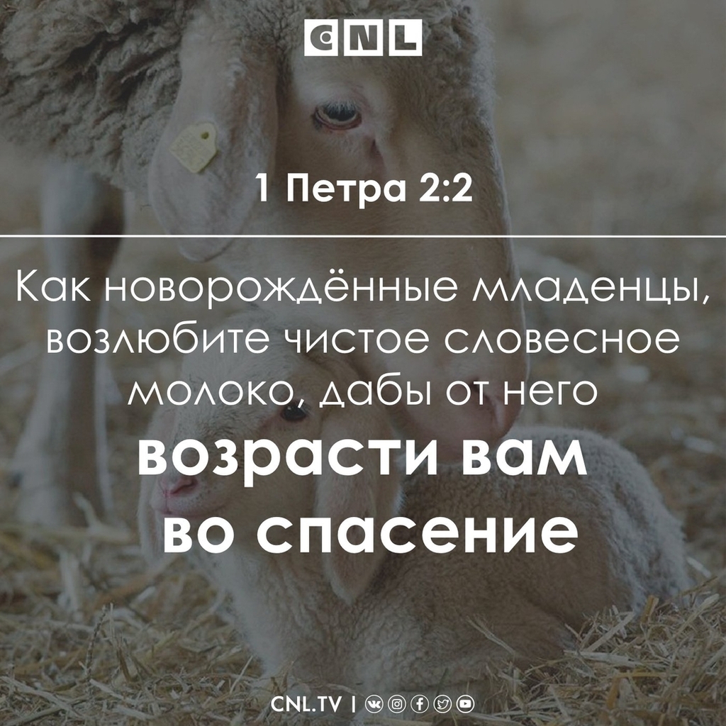 LiveCNL tweet picture