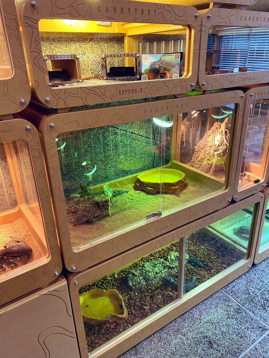 CAGESTUDY REPPOD M 爬虫類 ケージ