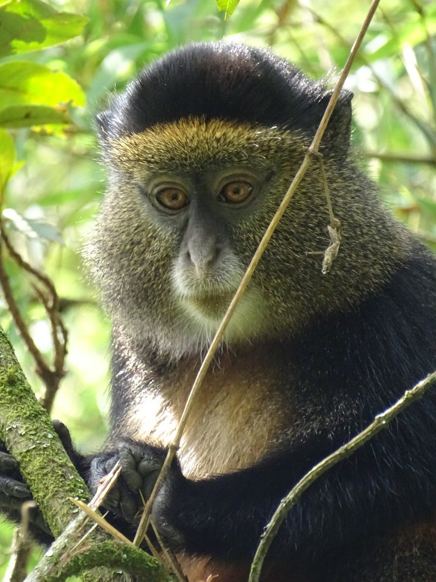 would you like to see me? 
Golden monkey, Mgahinga National park, southwest Uganda
#VisitUganda #africatravels  @endlessadventu @AmericanAir @LamaraTravels @alispagnola @AroundRomeTours @ATLMovieTours