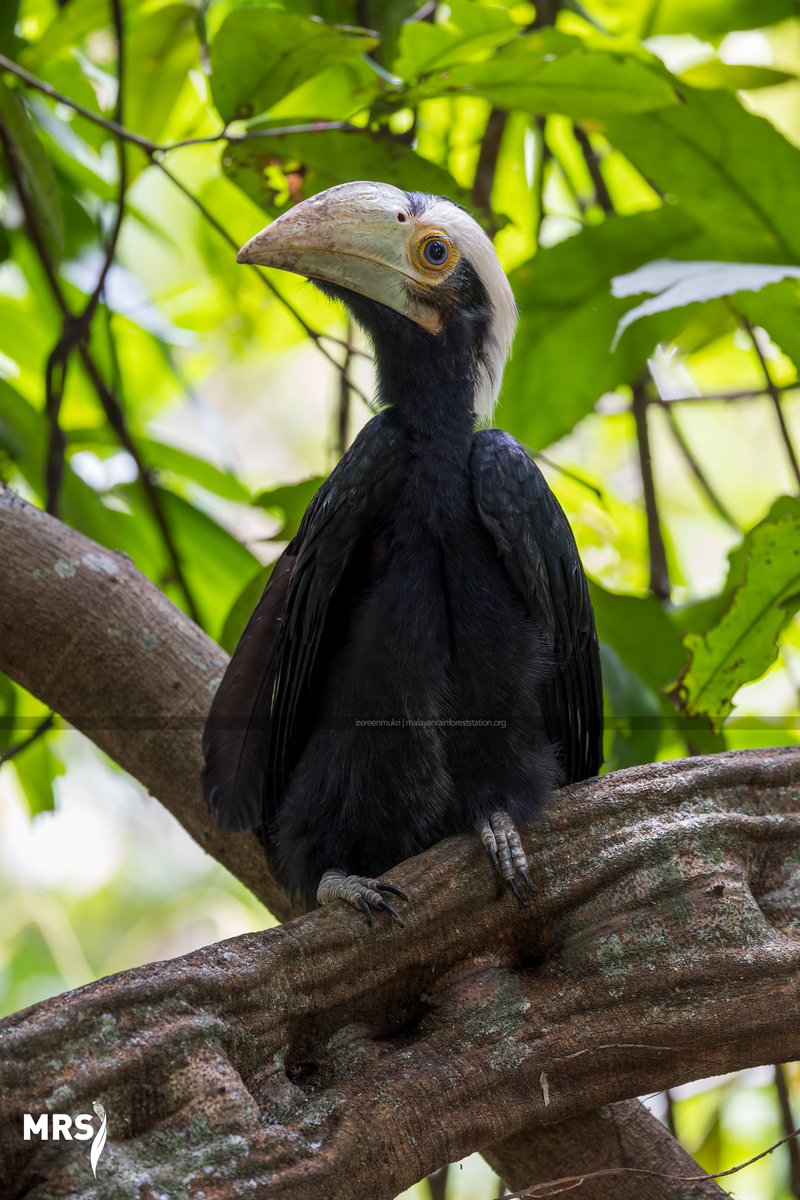 Arifrism Srmadd Twitter