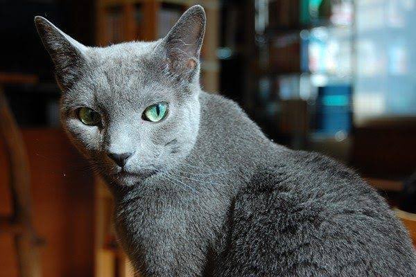 いつもの下書きメイキングと小話〜

下書きでは口を開けてたんですけどなんか違和感があって猫っぽくないぞ!!ってことで口を閉じてもらいました

ちなみにこの猫の子は前描いたやつの時は目が青だったんですけどマコちゃんとかぶるのでロシアンブルー基準の緑にしました 