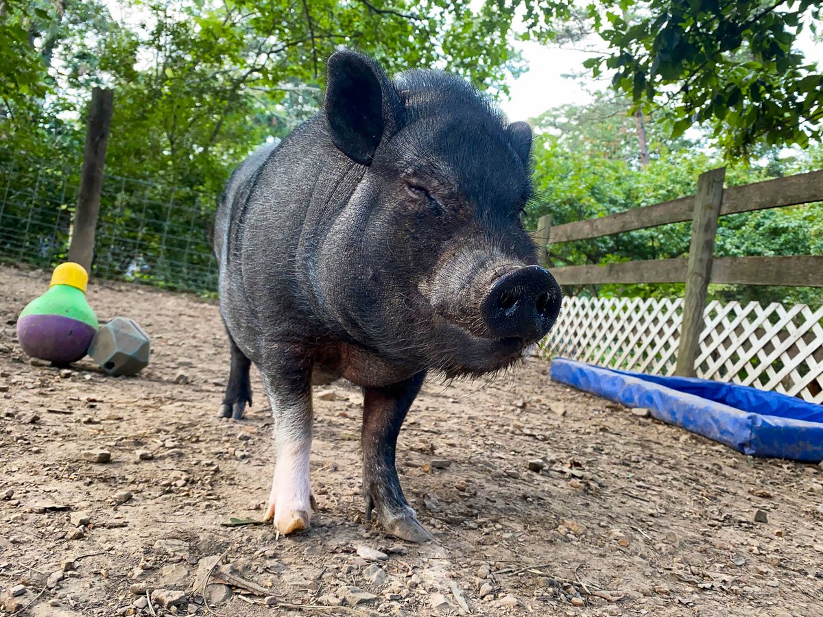I'm trying to use The Force to pull more treats from The Head Hog's pocket. Then again looking cute may do the trick as well. #JediPiggins 🐷 #pigs #cuteanimals #friendsnotfood