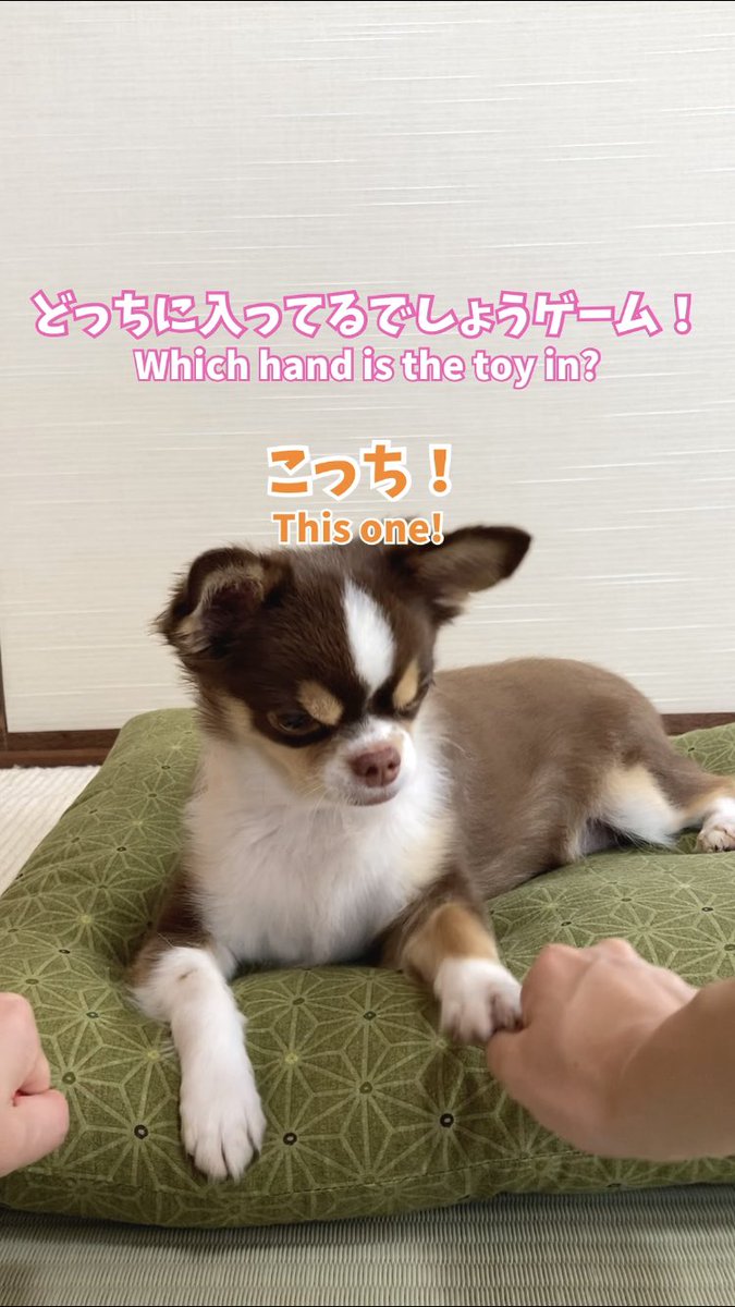 チワワのモカとテス Youtube更新 今日も30秒にかわいいモカの姿を詰め込みました ぜひ見てください どっちに入ってるでしょう って バレバレやで Shorts T Co Xq3cdi4fpq チワワ チワワのいる暮らし Vlog いぬのいる暮らし