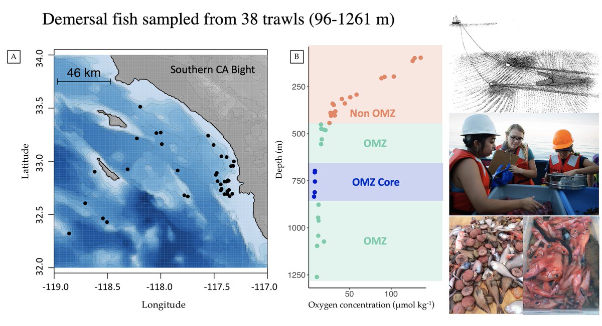 Natalya_Gallo's tweet image. We used the natural laboratory approach to study changes in demersal fish trophic ecology. 38 benthic trawls were conducted (depths: 96-1261 m), species composition was annotated &amp;amp; 3 individuals of each species per trawl were frozen for #gutcontent &amp;amp; #stableisotopeanalysis (5/28)