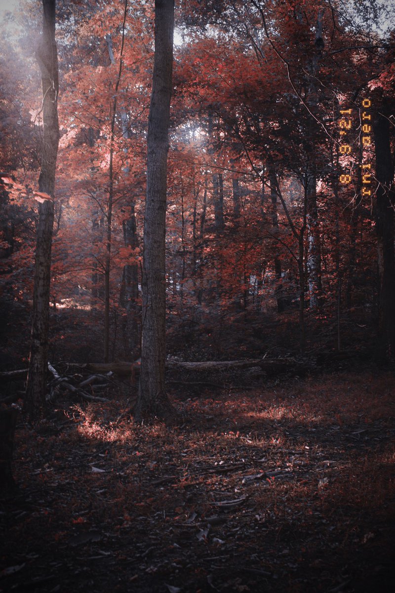 lordofthecatss's tweet image. Gm y’all!! been digging landscape photography a lot lately. can’t believe I barely ever tried it up until now. Having lived in the middle of the woods my whole life with shots I could get like this one... gaw damn son