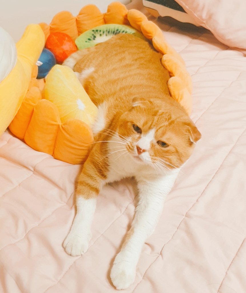 todayCHEESETART's tweet photo. 집에오니 흘러내린 치즈타르트가 반겨줍니다 https://t.co/nP7krqljWW