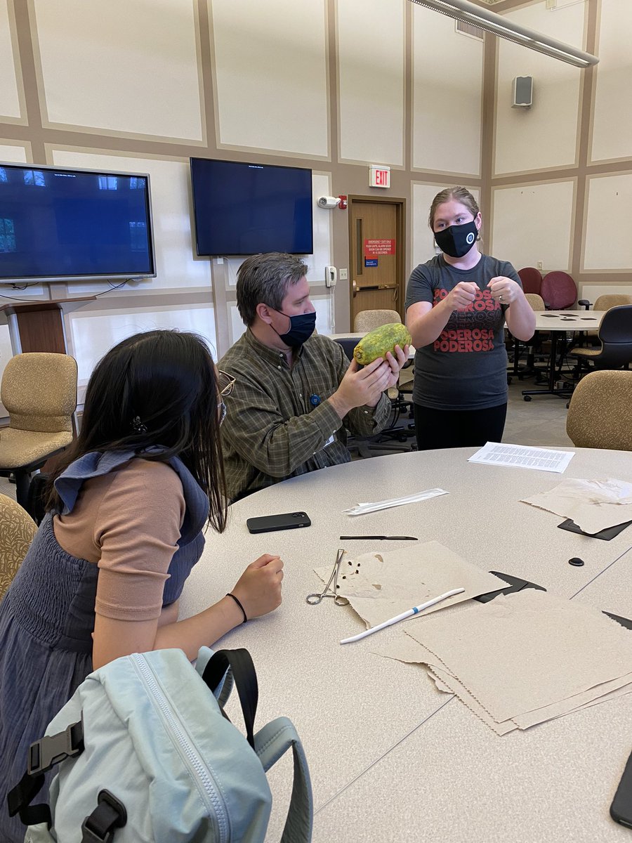 MayoObGynResFel's tweet photo. MIGS consultant Dr. Cope (former Mayo resident and fellow) led a papaya MVA workshop for Mayo med students through Medical Students for Choice with the help of our residents and fellows. Very necessary education especially now! https://t.co/pvniHjAs0w