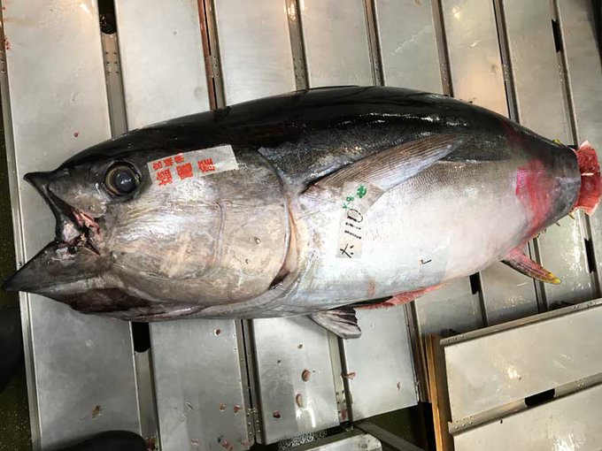 本マグロのtwitterイラスト検索結果