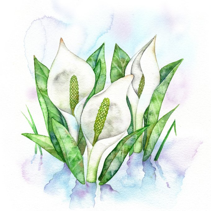 水芭蕉のtwitterイラスト検索結果