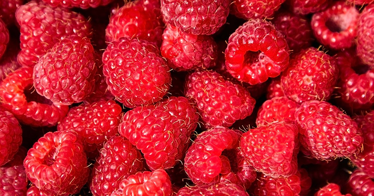 DarlacGardening's tweet photo. Autumn fruiting raspberries will have started coming into the garden, but it is also time to prune the summer fruiting varieties, to cut out the dead wood from the summer growth and enjoy the fun part of eating your scrumptious crop ๐
#homegrownraspberries #raspberryharvest https://t.co/vQ6WiXvxD0