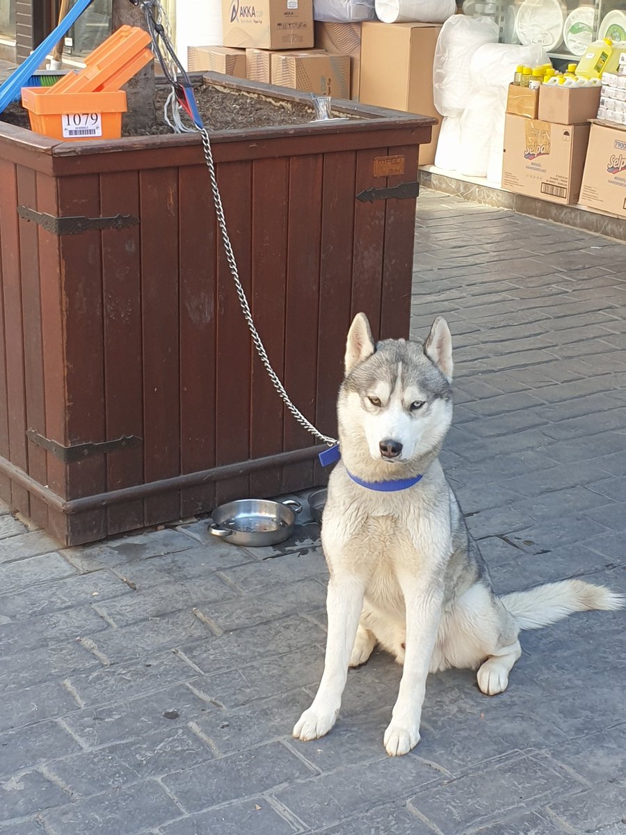 Salih Tetik (@salihte83958895) on Twitter photo 