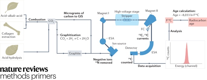 Radiocarbon dating uses radioactive carbon isotopes to reliably measure time. It's used to date objects ranging from artefacts and ancient trees all the way to human bones and tissues. 

You can learn how to use radiocarbon dating in our latest Primer!

nature.com/articles/s4358…