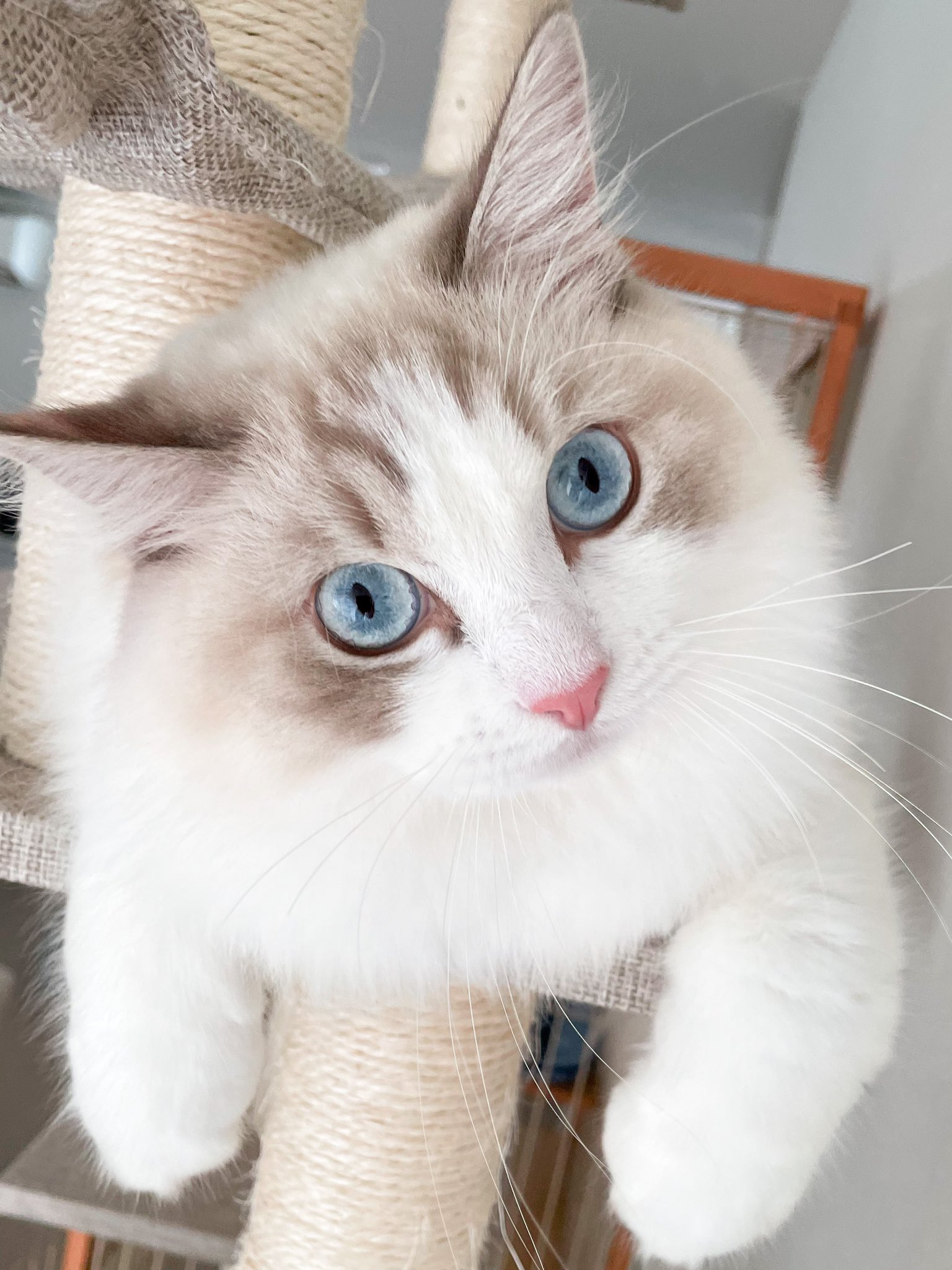 海 カイ ラグドール 猫 Cat イケメン T Co Wc4scgly2c Twitter 海 カイ ラグドール 猫 Cat イケメン T Co Wc4scgly2c Twitter