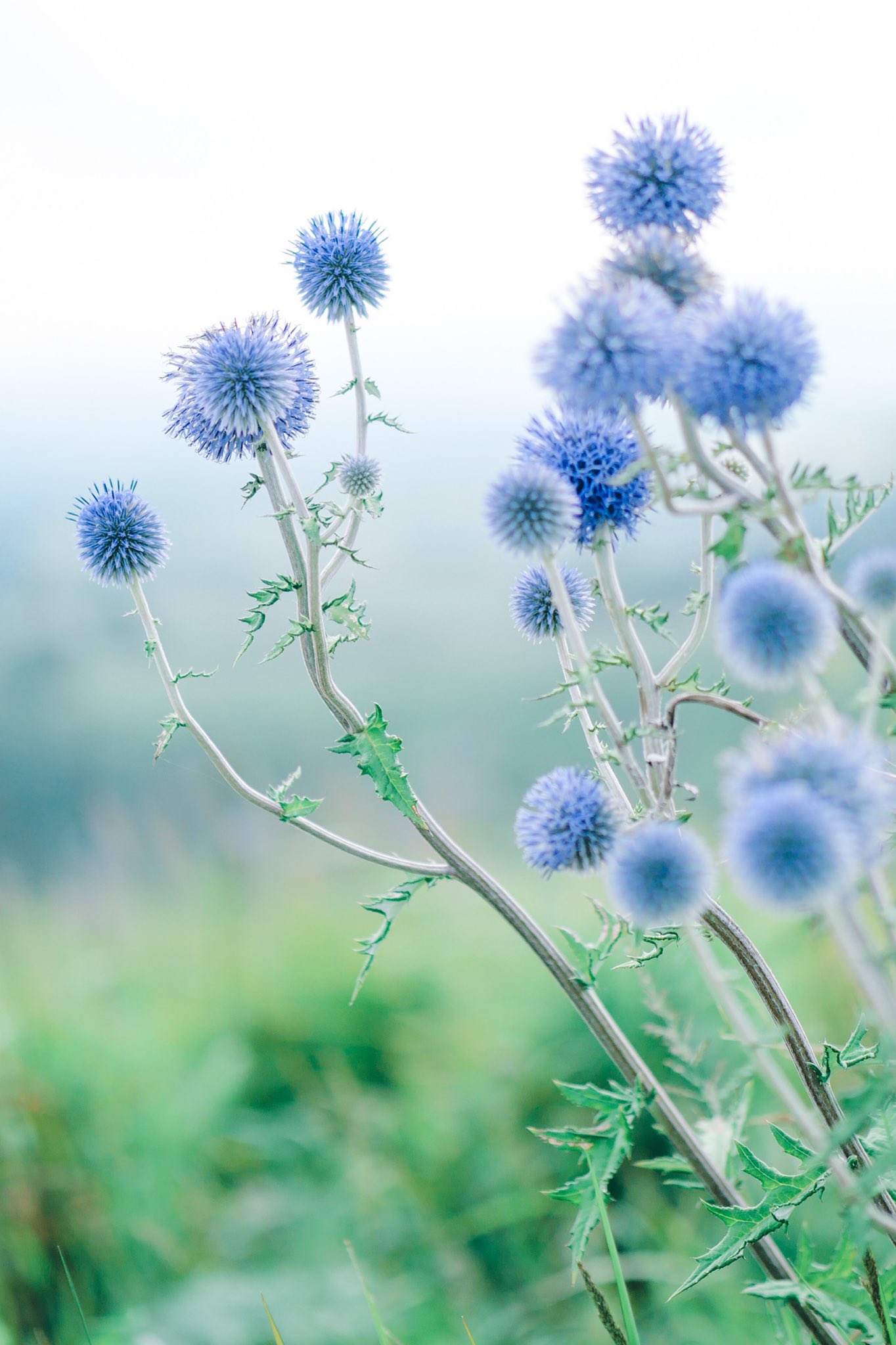宵月 絃 ʏᴏɪᴅᴜᴋɪ ɪᴛᴏ ヒゴタイの花言葉は 実らぬ恋 瑠璃色で丸い形をした 絶滅危惧種の珍しい花 とてもかわいい Lumixg100で撮影 T Co Gmgzavksl3 Twitter