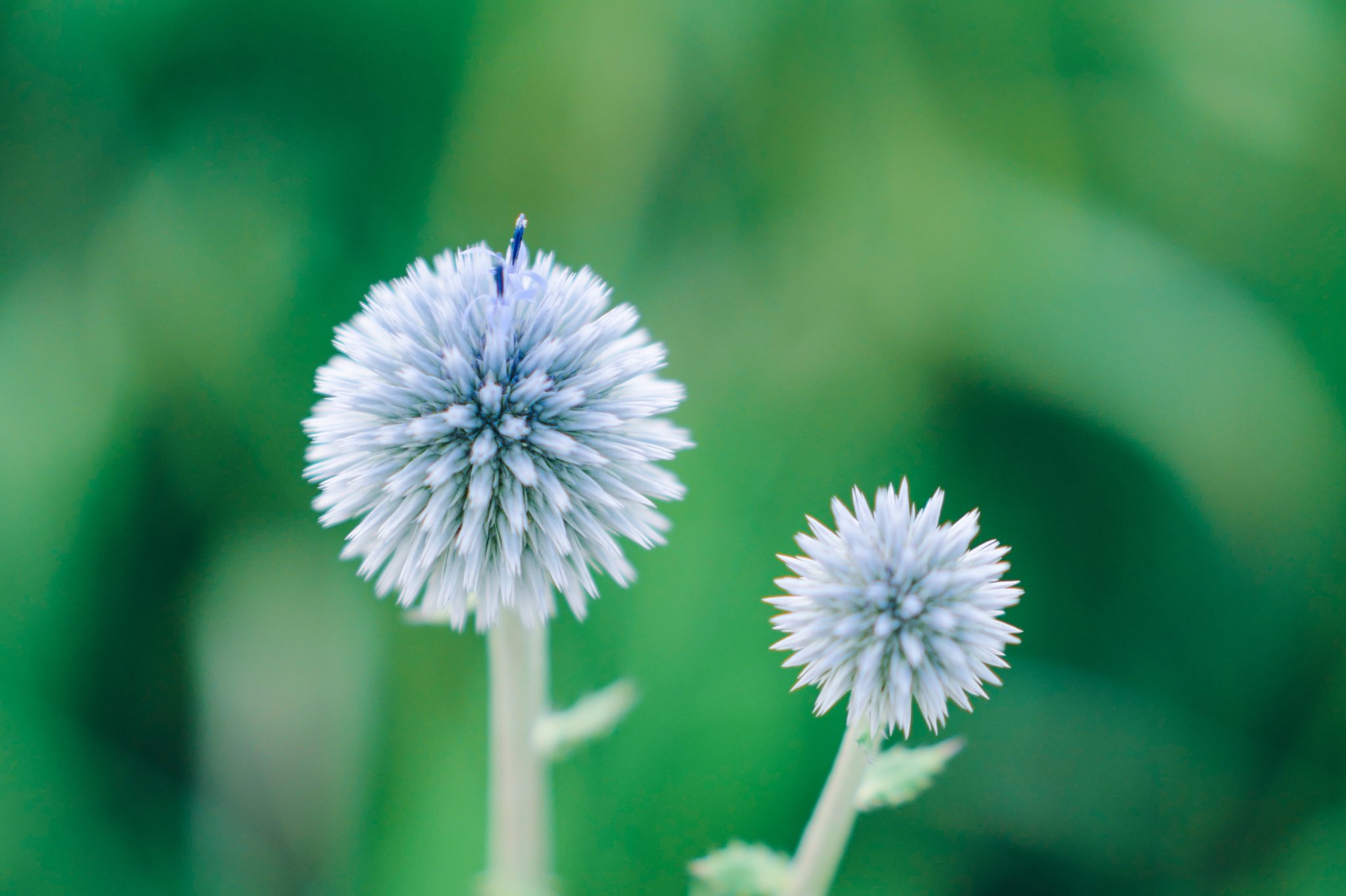 宵月 絃 ʏᴏɪᴅᴜᴋɪ ɪᴛᴏ ヒゴタイの花言葉は 実らぬ恋 瑠璃色で丸い形をした 絶滅危惧種の珍しい花 とても かわいい Lumixg100で撮影 T Co Gmgzavksl3 Twitter