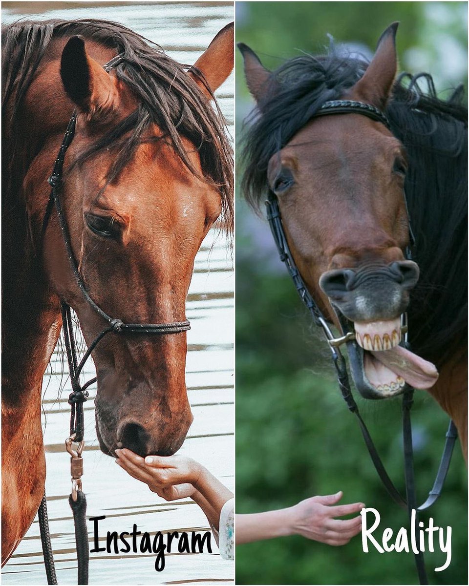 Handsome vs Funny boy 😅😝

📸@caballoclasico 

#MFCequine #horsememes #horsefacts #cutehorse #horses #horsepictures #instagramvsreality #horsetrainer