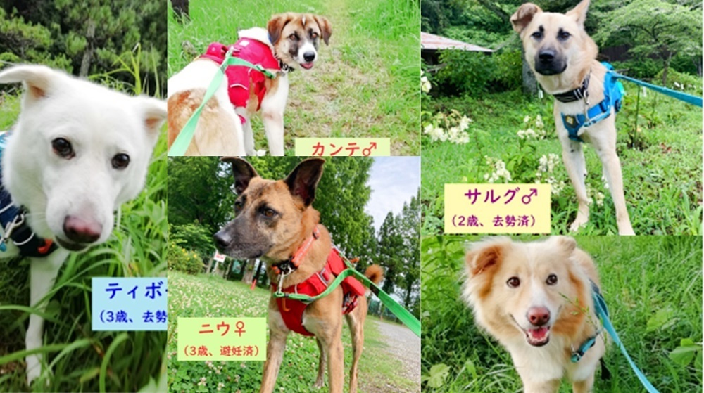 PeaceWankoJapan's tweet photo. 🍀お知らせ🍀
保護犬の命を一頭でも多く繋ぐため、RTとご参加お願いします🐶

✨9/12 譲渡会@あきる野
✨9/15,17 贈寄付WEEK特別オンラインセミナー
✨9/18
・特別オンラインイベント
・オンライン譲渡会@広島
✨9/19 お鼻見会@福山

👉詳細 https://t.co/CRusMjEWx0

#ピースワンコ　#保護犬 #譲渡会 https://t.co/68HxfDu8k6