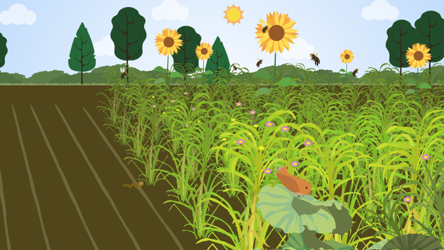 YannClough's tweet photo. Predicting natural pest control across landscapes: are current models fit for purpose? https://t.co/fXWze0rfTy,  led by Nikos Alexandridis with @BioSScotland  @ZooBiodiv @m_dainese @mattiasjonsso14 @carstmey @dskarp @rseppelt @beckyck @Henrik_G_Smith @PovedaLab et al. https://t.co/slZI9m0IiT