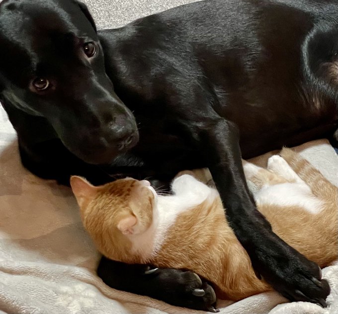 大型犬が子猫を 寝かしつけ 優しく腕枕するイクメンラブくんの飼い主さんに状況を聞いた ブリーダーナビ