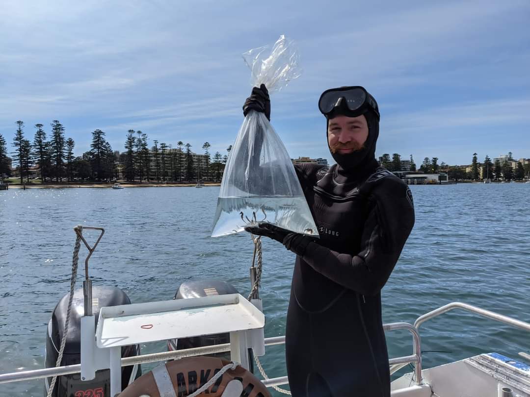 Today we released over 140 juvenile Endangered White's Seahorses into our sites in Sydney Harbour. These seahorses have been bred &amp; reared at <a href="/Sydney_Aquarium/">Sugar Mummies Rwanda</a> and are part of our recovery project for the species. <a href="/daveharasti/">Dave Harasti</a> <a href="/Dave_J_Booth/">David John Booth</a> @SydneyMarine <a href="/UTS_Science/">UTS Science</a> <a href="/taylorswines/">Taylors Wines</a>