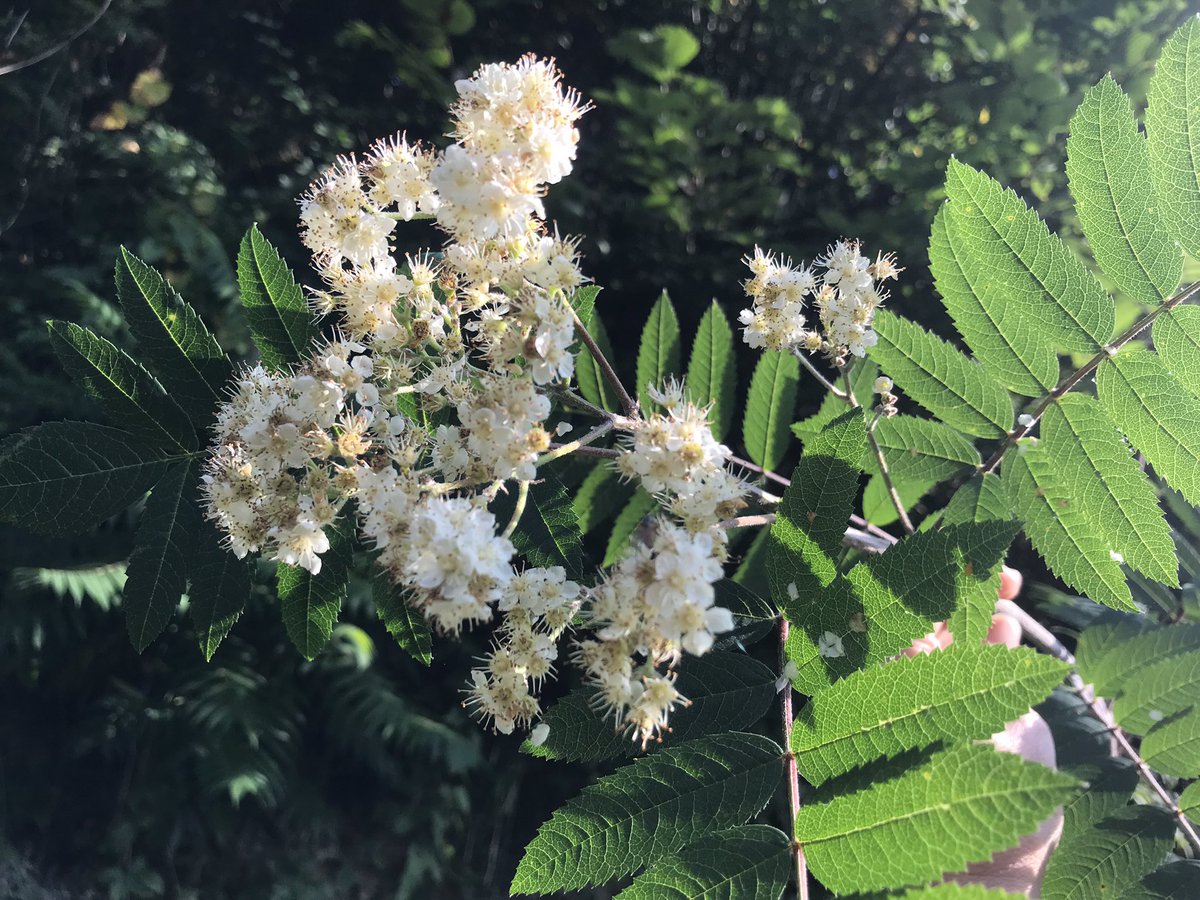 AmyJaneBeer's tweet photo. Today is publication day for this fruit of my lockdown labours. And my rowan tree is blossoming (again), which I am gratefully accepting as a nod of approval. Please pluck one fresh from your local indy bookseller, or maybe scrump from your local library  #ATreeADay 1/2 https://t.co/FC4kLun1mi
