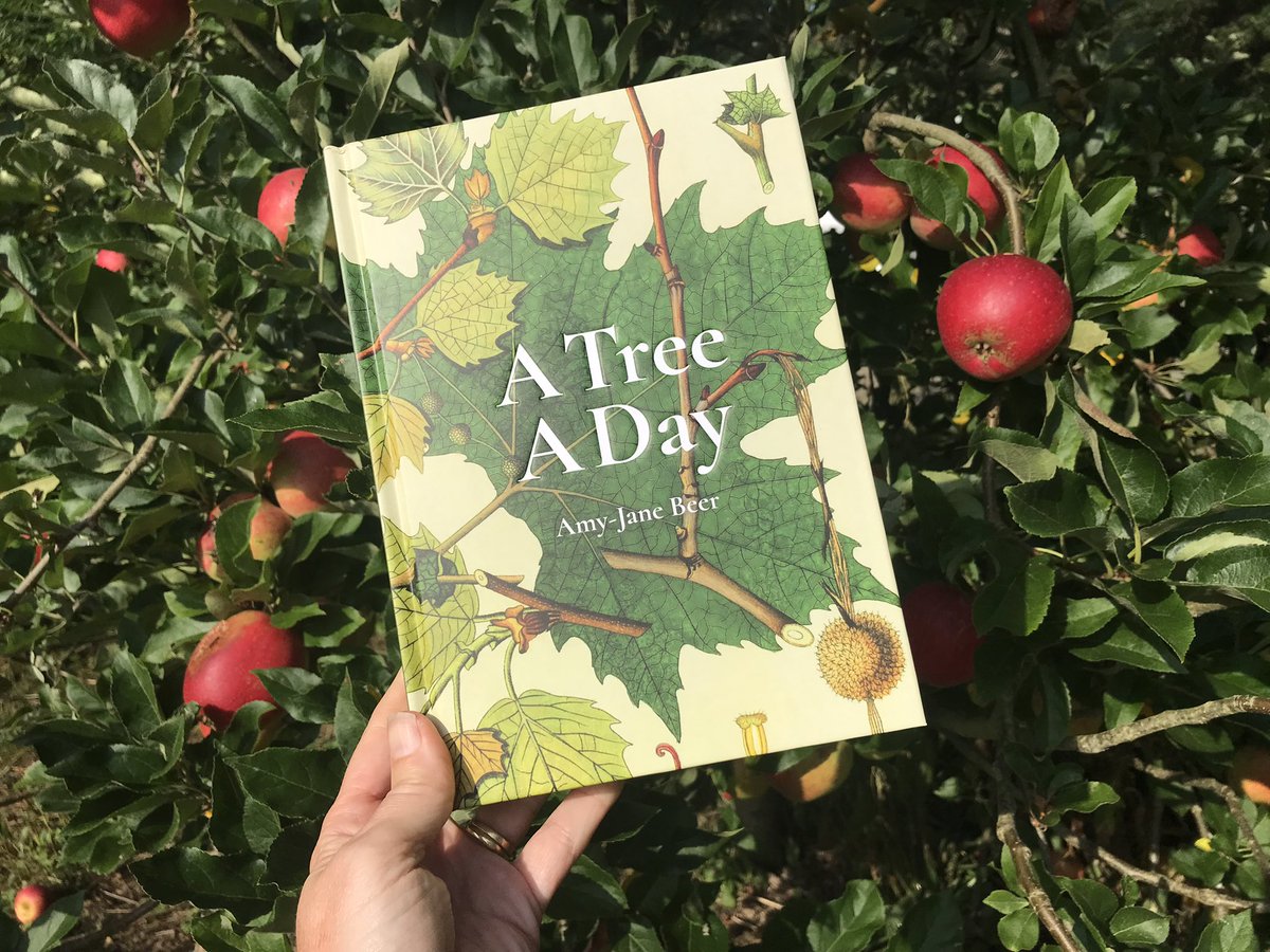 AmyJaneBeer's tweet photo. Today is publication day for this fruit of my lockdown labours. And my rowan tree is blossoming (again), which I am gratefully accepting as a nod of approval. Please pluck one fresh from your local indy bookseller, or maybe scrump from your local library  #ATreeADay 1/2 https://t.co/FC4kLun1mi