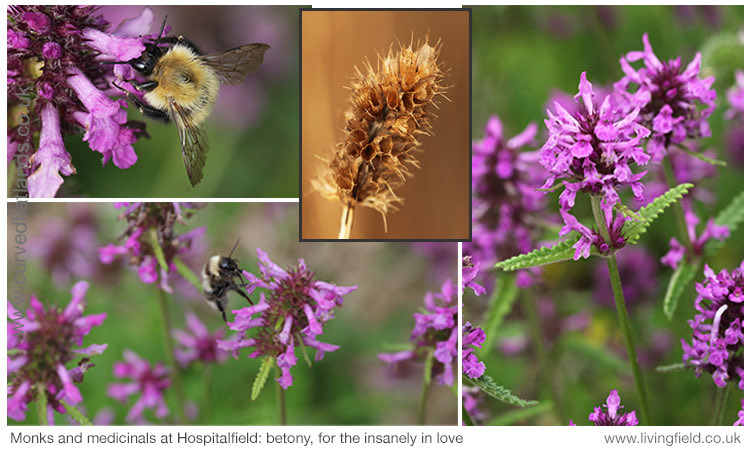 LField2020's tweet image. Insanely in love? Want out? Betony’s4U @Hospitalfield. Hildegard’s (1098-1179) remedy (based on Throop trans): place leaves in each nostril, under the tongue, in each hand, under each foot … then fix your eyes on the betony  until the leaves grow hot… livingfield.co.uk/medicinal/medi…