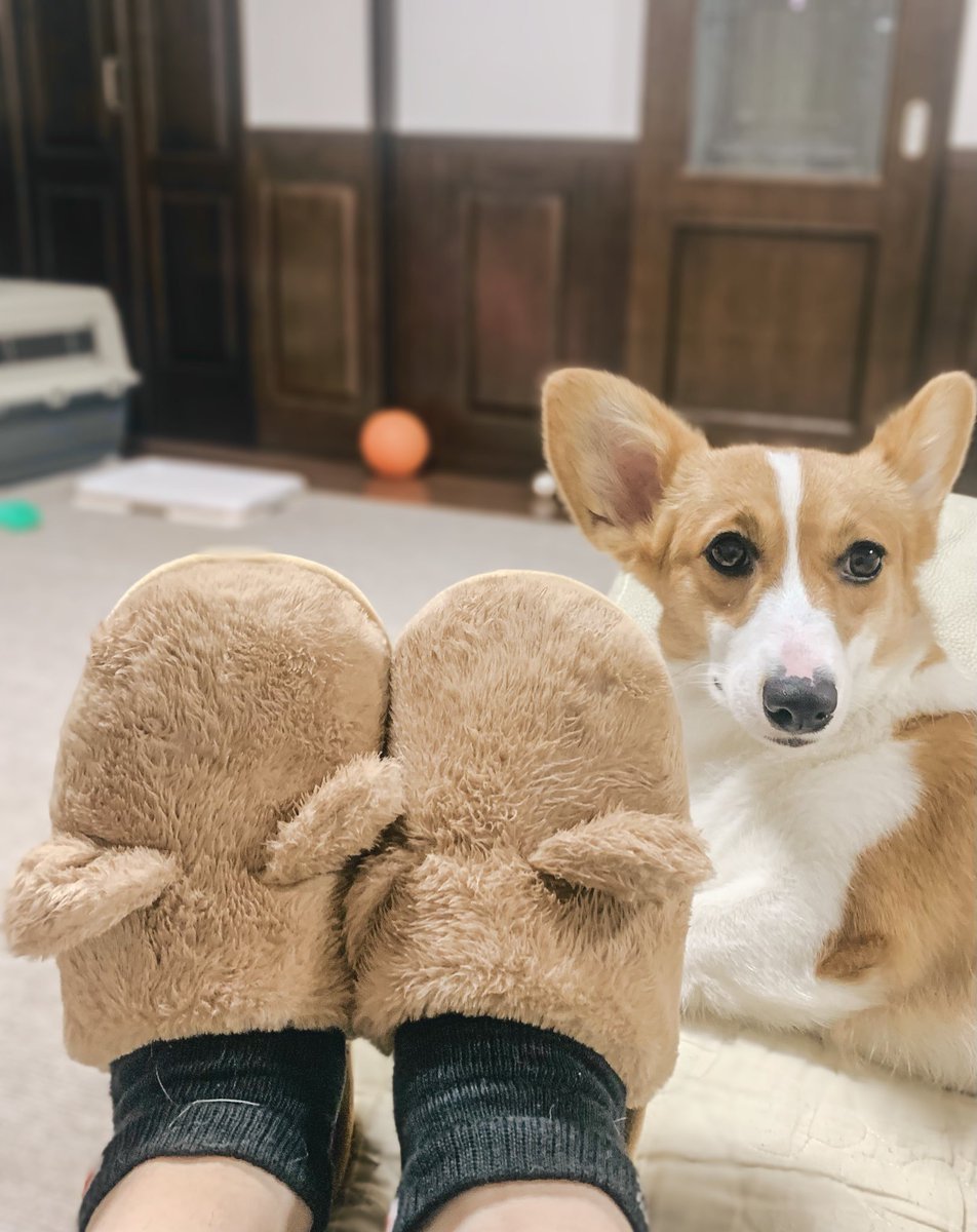 ট ইট র 食パンコーギー ベル ルームシューズ キャット だけど コーギーにも見えてかわいい フワフワで履き心地も良きです Gu 新作 ルームシューズ コーギー コーギーのいる暮らし いぬすたぐらむ 犬好きさんと繋がりたい 動物好きな人と繋がり ট ইট র 食パンコーギー ベル ルームシューズ キャット だけど コーギーにも見えてかわいい フワフワで履き心地も良きです Gu 新作 ルームシューズ コーギー コーギーのいる暮らし いぬすたぐらむ 犬好きさんと繋がりたい 動物好きな人と繋がり