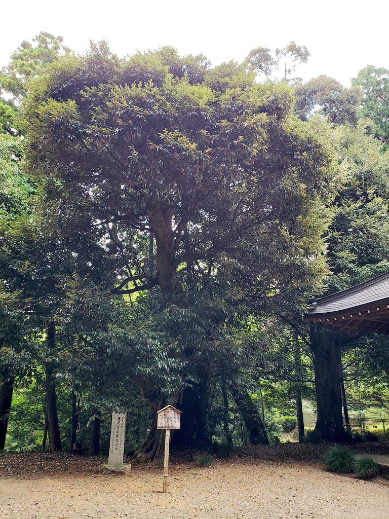 多摩 むし 飯縄大権現社殿の傍らに立つ 津久井の名木 スダジイ ブナ科シイ属の常緑広葉樹 樹齢 推定500年 樹高 約25m 写真では分かり難いんですが このスダジイの幹には巨大な樹洞 じゅどう があります スダジイ 津久井の名木 飯縄大権現