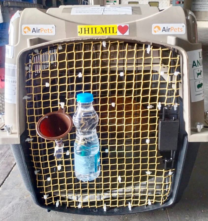 AirPets_India's tweet photo. Jhilmil and Pinu ๐ ๐พ Travelling from New Delhi, India ๐ฎ๐ณ to Dubai, UAE ๐ฆ๐ช
#AirPets #internationalpetrelocation
#relocatingpetsglobally #ipata #bonvoyage
#petrelocation #petexport #pets #cat
For more information reach out to us -
Email- info@airpets.in
Ph- +91-9257-123-123 https://t.co/XSolLtPYcN