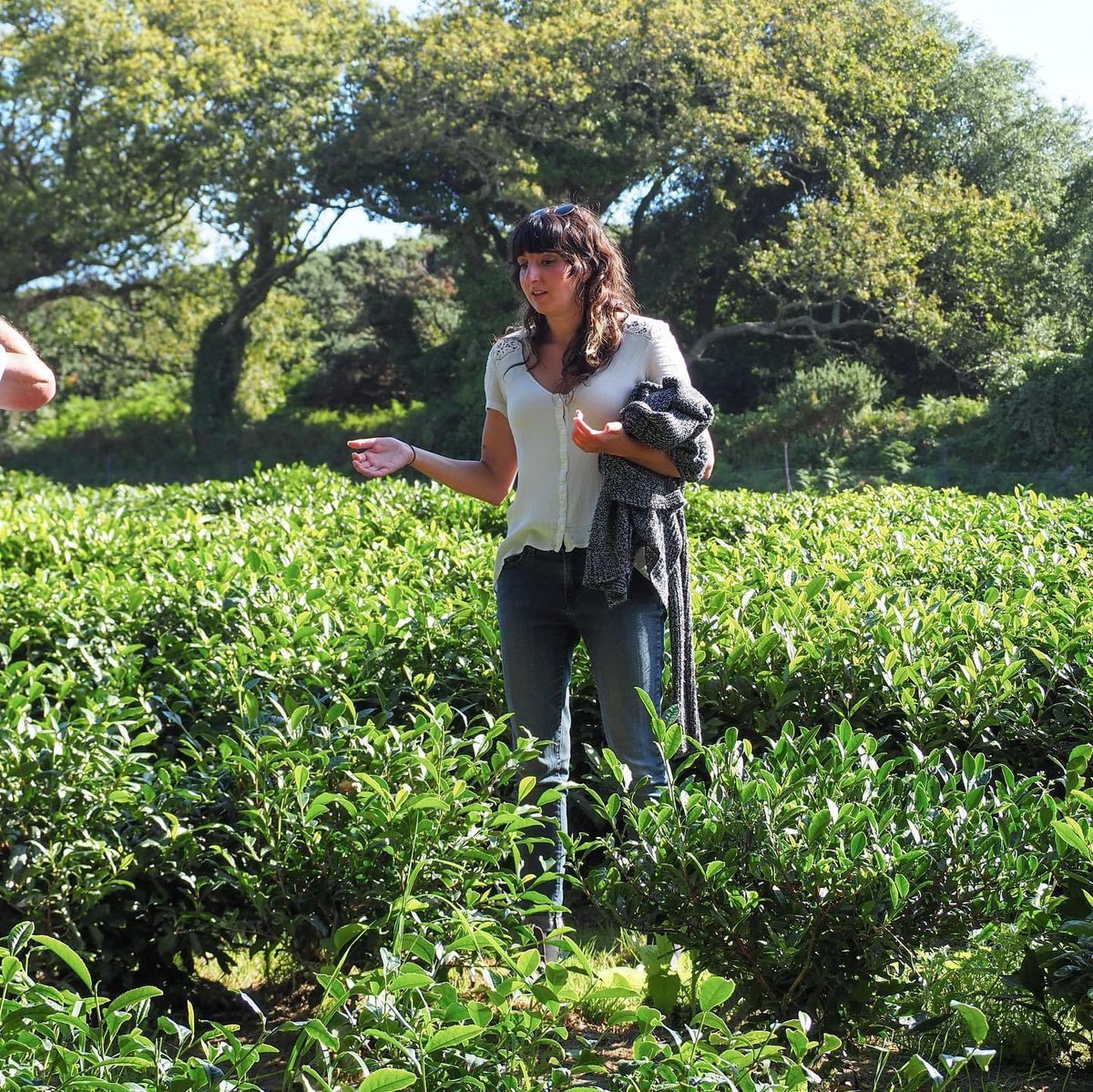 Some pictures of our first tea tour, an introduction to the world of tea 🍃

Thank to all of you for your presence! It was a great day and the sun was with us.

#Jersey #teatour #teatourism 
#bestofjersey #britishtea #Camelliasinensis #cha #jerseyfinetea #loosetea