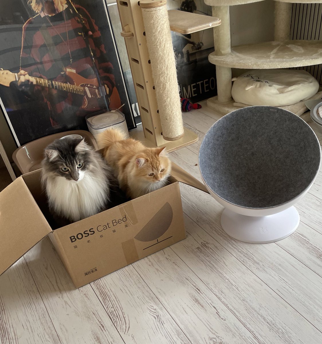shunkannews's tweet photo. 違う、そうじゃない…　箱が気に入った兄妹猫、仲良く納まりドヤ顔　7980円の高級ダンボールと化す「結局勝てない」｜BIGLOBEニュース https://t.co/7ufNHHZQcN https://t.co/gVBrMemQMK