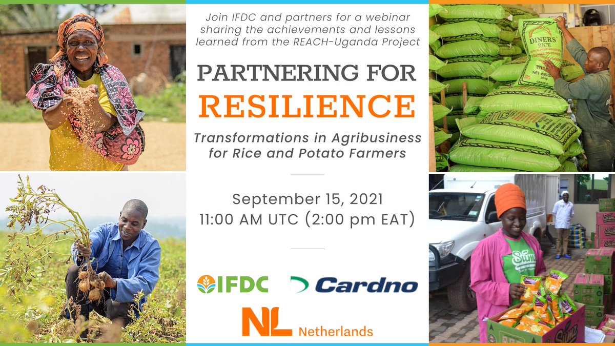 Interested in learning about the #rice &amp; #potato sectors in #Uganda? The "Partnering for Resilience: Transformations in Agribusiness for Rice &amp; Potato Farmers" webinar on Sep 15 will share knowledge from @REACHinUganda.  
ifdc.org/events/2021/09……

W/ <a href="/NLinUganda/">Embassy of the Netherlands in Uganda</a> @Cardno <a href="/100KIT/">KIT</a>