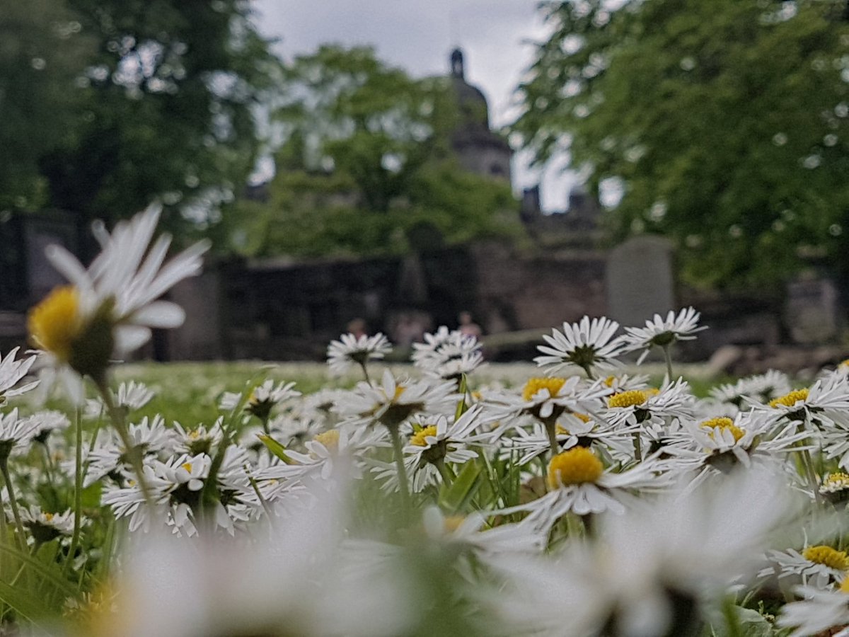 Summer treats #edinburghwalks #flowersonfriday send some?