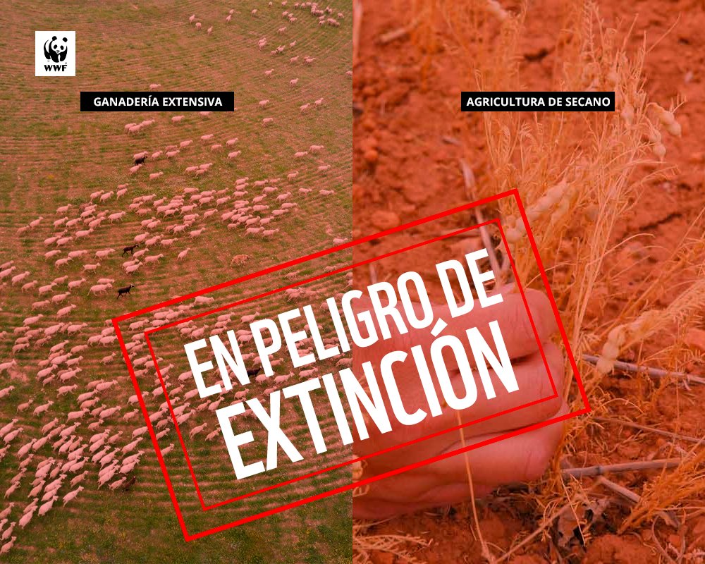 WWFespana's tweet photo. 🌱#DíaMundialDeLaAgricultura y tenemos una mala noticia:

La ganadería extensiva y agricultura de secano están en peligro de extinción 😱

¿Por qué? 👉🏻 Políticas públicas inadecuadas, sobreproducciones de cultivos intensivos y ganaderías industriales y el cambio climático https://t.co/MHmdginB7N