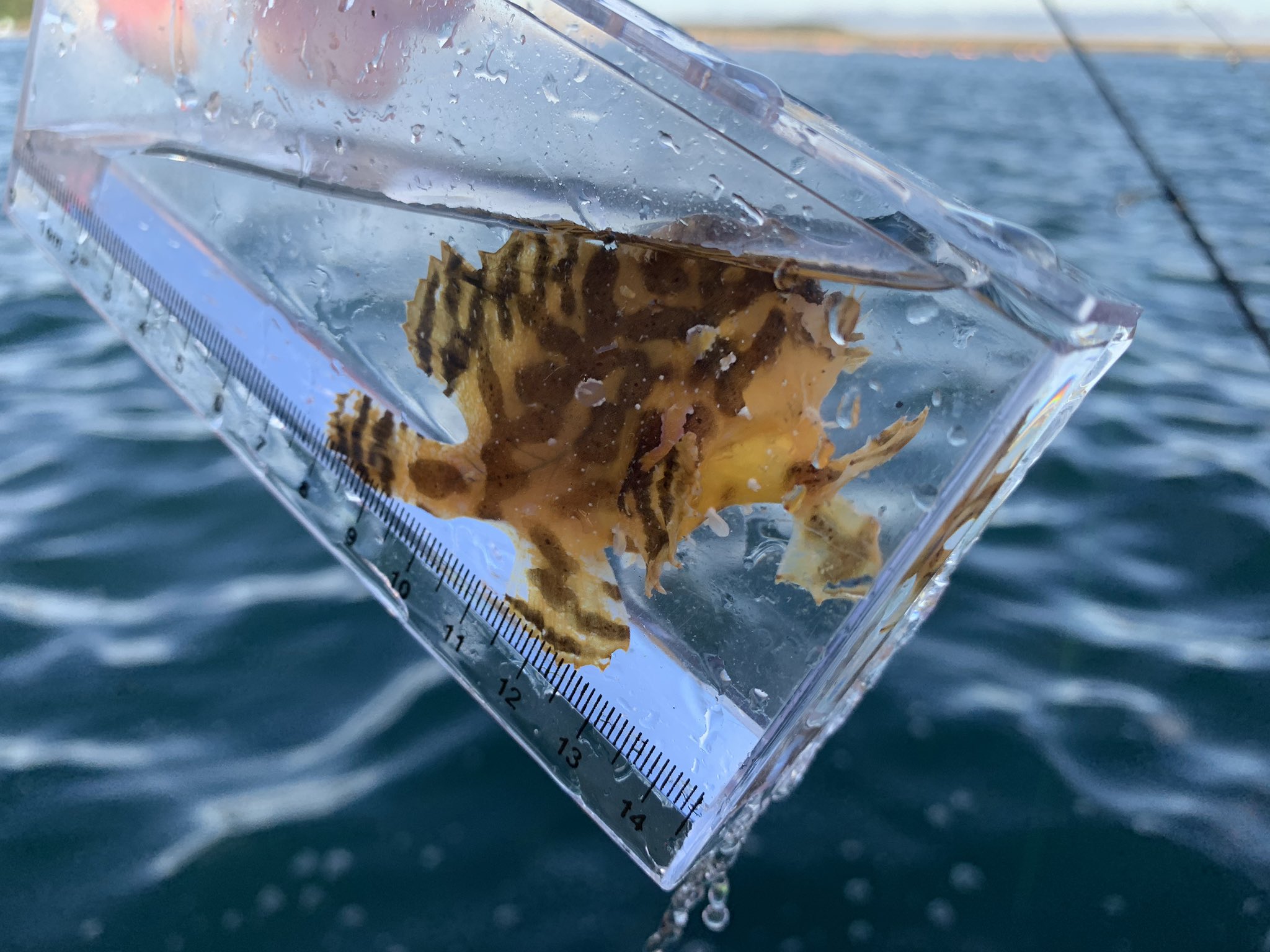 海水魚採集 Twitter Search Twitter