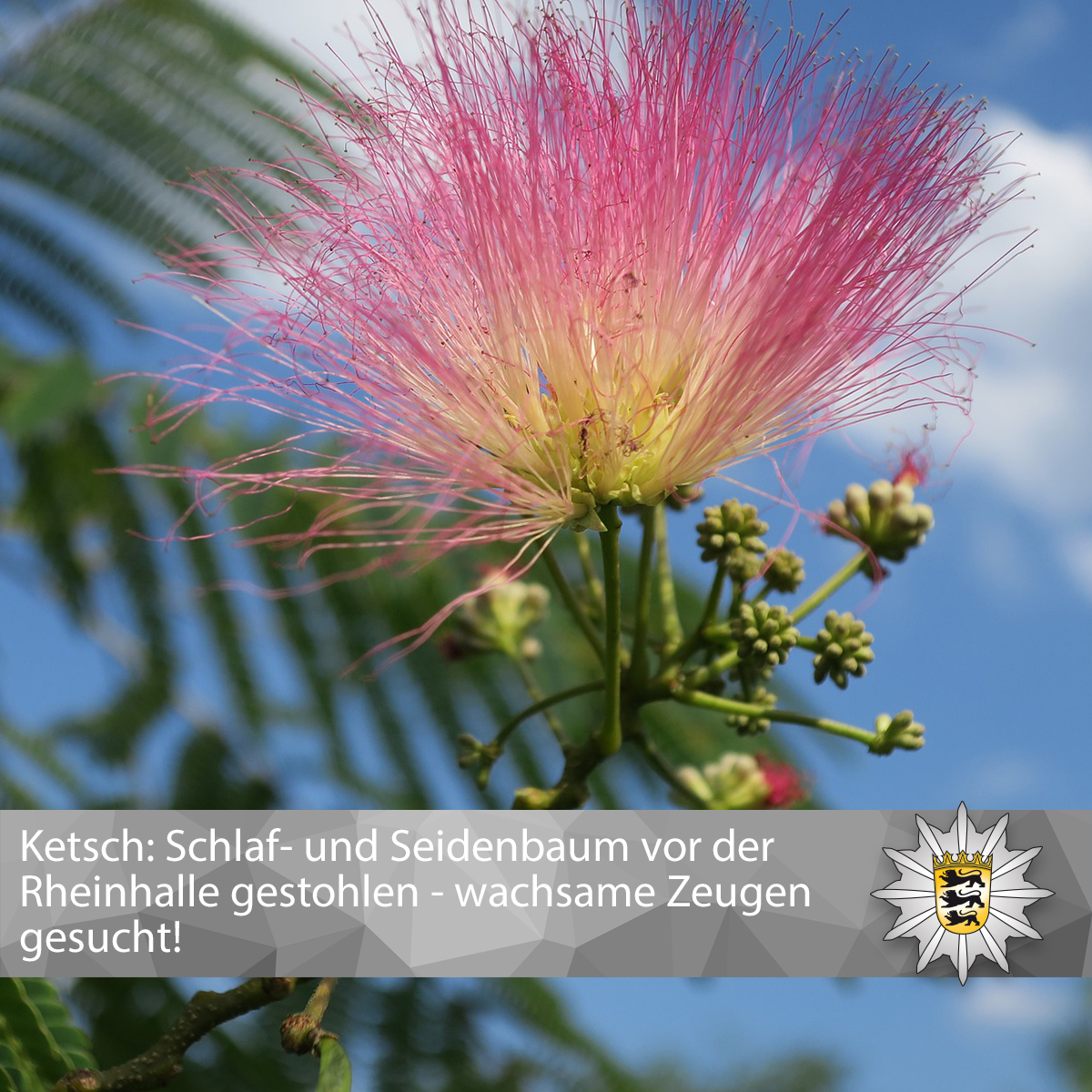 PolizeiMannheim's tweet image. 🤔 Ob jemand hoffte, durch einen #Schlafbaum im eigenen Garten besser in den eigenen Schlaf zu finden?
🎋 #Ketsch: Schlaf- und #Seidenbaum der Gemeinde vor der Rheinhalle gestohlen - wachsame #Zeugengesucht! 🎋
presseportal.de/blaulicht/pm/1…