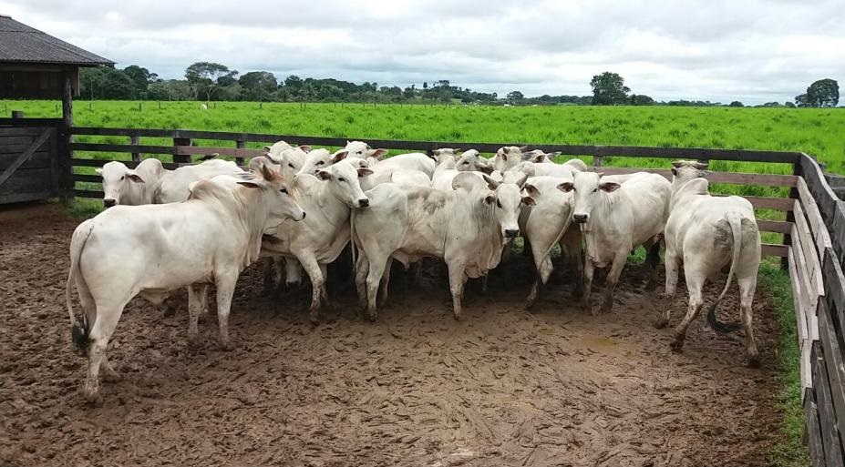 BOM DIA PARA VOCÊ QUE ACORDOU NUM ESTADO DE SÍTIO!!! É SEMPRE BOM RESPIRAR AR PURO CERCADO PELOS AMIGOS PATRIOTAS!!! 🇧🇷🐮