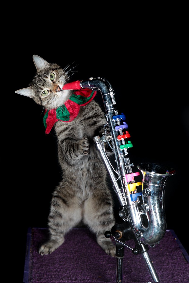 Happy purrthday, OZ! An original, founding member of the AcroCats, <a href="/OzAcrocat/">Ozwald Martin</a> is now 16 years old! He is known as the Clown, &amp; keeps audiences laughing with his onstage antics. He joined the Rock Cats on saxophone a few years ago. 🎶🎷🐈

📷: @smwarnke4
#acrocats #CatsofTwittter