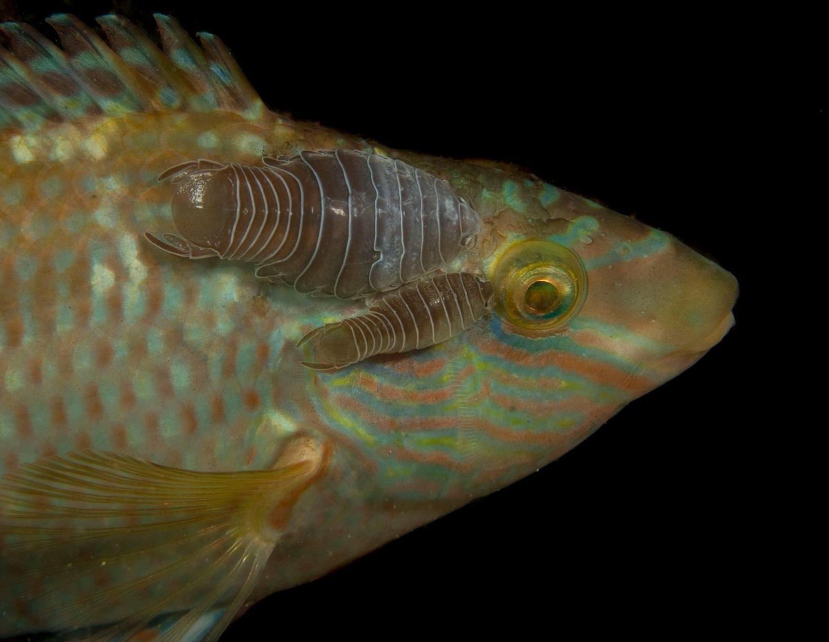 SteveTrewhella1's tweet image. Corkwing Wrasse with two Anilocra Isopods stuck to its face last night @britishmigroup @tammy_horton #isopod #isopods #wrasse #parasite #parasites #nightdiving #nauticam #nikonphotography #fishlice #fishlouse